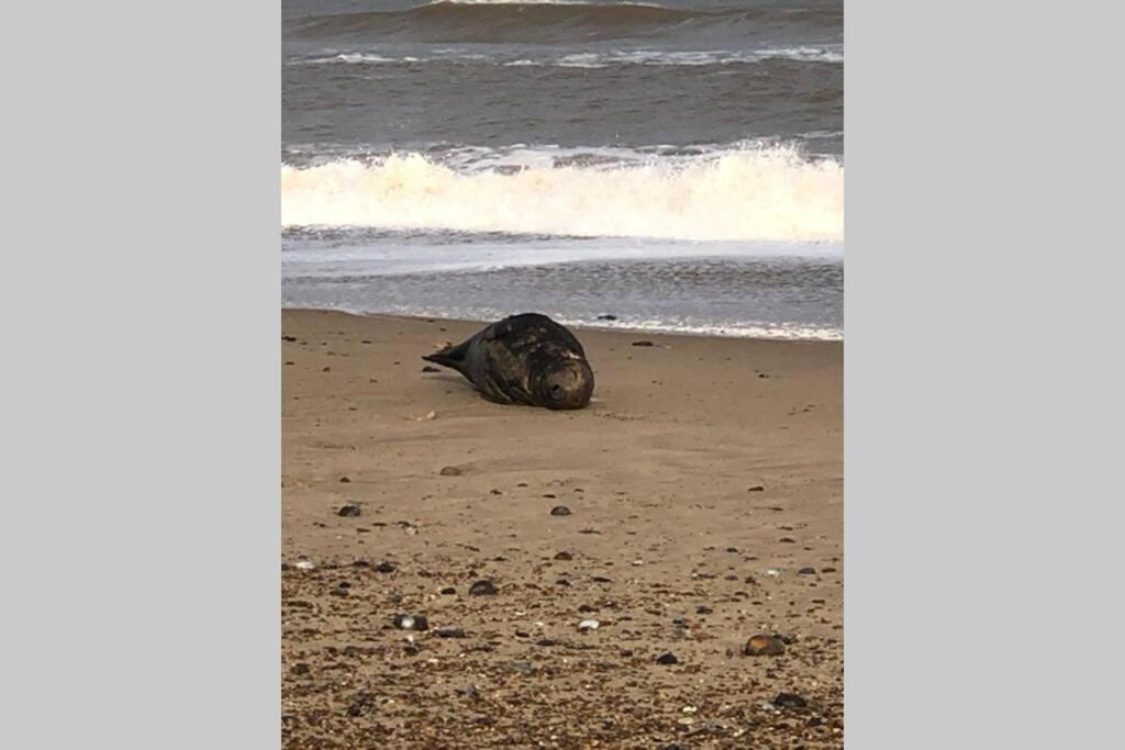 Dog Friendly Cottage 2 Mins To Beach With Hot Tub And Zappi Ev Lessingham エクステリア 写真